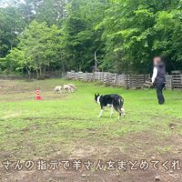プロの牧羊犬と広い敷地へ