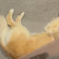 ふわふわ