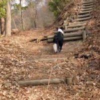 分岐を進む犬
