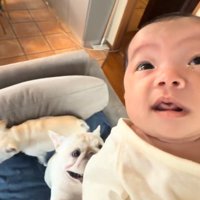 白い犬の後ろを通り過ぎるもう1頭の白い犬