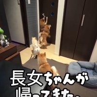 4匹の犬の後ろ姿