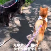 頼もしい先輩犬と