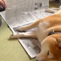 新聞を読みたいおばあちゃん