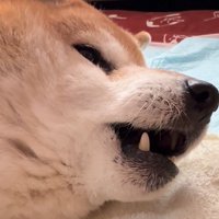 「茶介～！」「わお～ん」と合唱♪