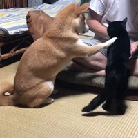 やっぱりももちゃんが代わりにお手♪