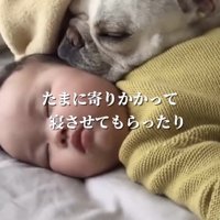 赤ちゃんに顔を寄せて眠る犬
