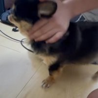 撫でてもらう小型犬