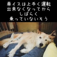 おばあちゃんワンコを車椅子に乗せたら2