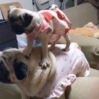 背中を踏みしめる子犬