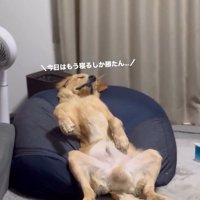 ドッグランを満喫したロキくん