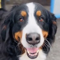 まっすぐこちらを見る犬