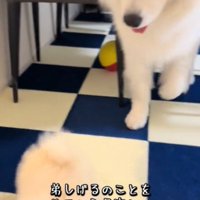 歩く犬2