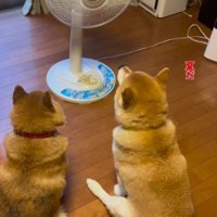 扇風機で涼む2匹