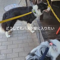 ママの機嫌が悪い時のワンコたちの行動7