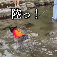 必死に泳ぐ姿が可愛い