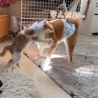 「日向ちょうだいニャ！」