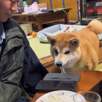 テーブルを見つめる犬