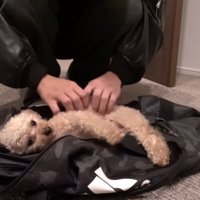 ボストンバッグに入るモコちゃん