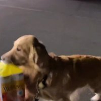 荷物を咥えて帰路につく犬