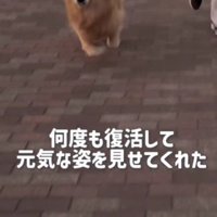 何度も復活してみせた