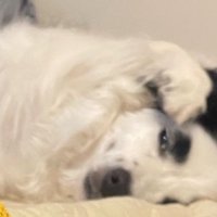 アップのマロくん