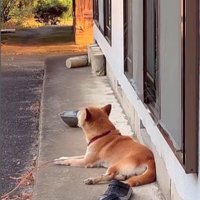 音楽に合わせて歌うコロちゃん8