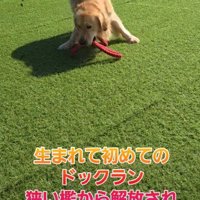 人間との遊びも楽しんでいた