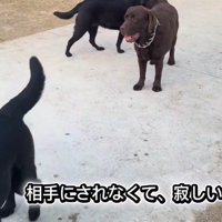 「あれ…？」