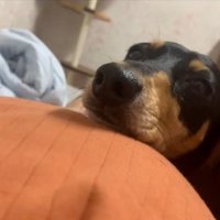 ママのお腹に顎を乗せるワンコ2