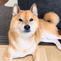 クールな態度