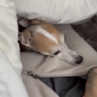 おやすみなさーい