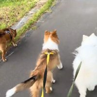 家には4匹のわんこたち