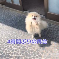 ますお君の熱烈歓迎6