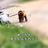 母親のいる方を見つめる犬