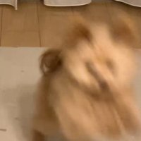 別バージョンの伏せ3