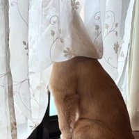 家の外が気になる子犬