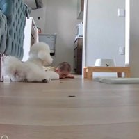 静かに寄り添うイヴちゃん