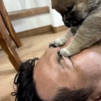 目つぶしをする子犬