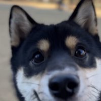 笑顔でカメラに急接近する黒柴