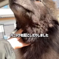 触れ合うウルフドッグ