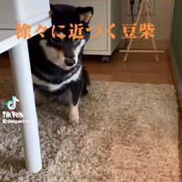 遠くからリコちゃんを見るミヤビちゃん