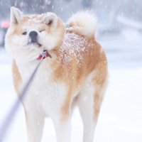 リードを引っ張っても頑なに拒否！