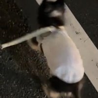 跳ねたように見える犬の姿