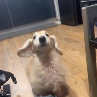 鳴くれっくすくん