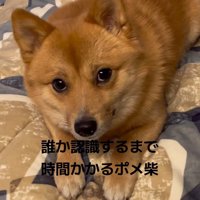 上目使いで飼い主を見つめる犬