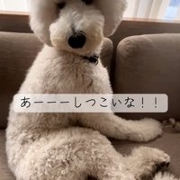 振り返るハクくん