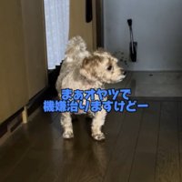 室内にいる女性に少しずつ近づく犬