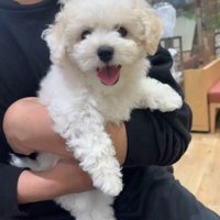家族に抱き抱えられる犬