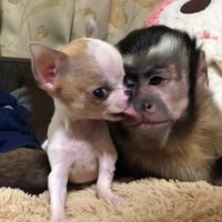 猿の顔を舐める子犬