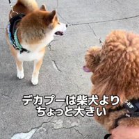 柴犬より大きくて…